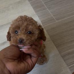 Ryleigh - Apricot female Poodle puppy in Garner, North Carolina from House of Paws Heritage Nursery LLC.