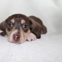 Button - Piebald male Dachshund puppy in Fairfax, Iowa from Grayson’s Lovable Dachshunds