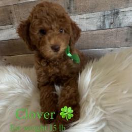 Clover - Red  male Goldendoodle puppy in Decatur, Texas from Scherrer Sweet Goldendoodles