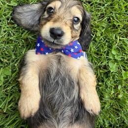 Yahtzee - Cream male Dachshund puppy in Michigan from Hidden Haven Dachshunds