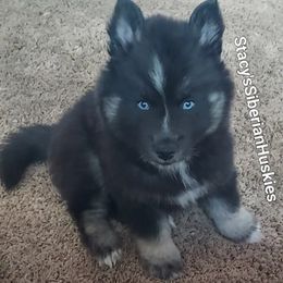 Zara - Black and white female Siberian Husky puppy in Savannah, Georgia from Stacy's Siberian Huskies