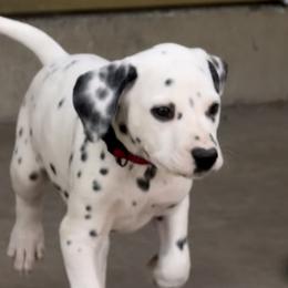 Hopper - White and black male Dalmatian puppy in Albuquerque, New Mexico from Storm & Blue's Dalmatian Pups