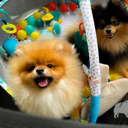 Pomeranian Puppies from Silver’s Reigning Heir Poms