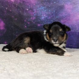Tiny tri girl - Black white and tan female Shetland Sheepdog puppy in Elk, Washington from Asgard Shetland Sheepdogs