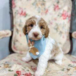 River - Parti male Goldendoodle puppy in Sulphur, Louisiana from Curly Q’s Of Carlyss