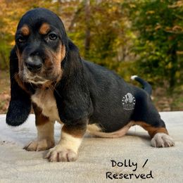 Storm - Black white and brown female Basset Hound puppy in Dingess, West Virginia from Tuckers' Howling Hounds