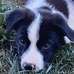 Shiloh - Seal female Border Collie puppy in Scio, Oregon from Fluffy Nugget Farm