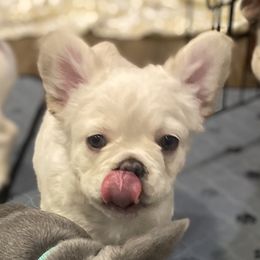 Navy - Cream French Bulldog puppy in Palmdale, California from Tickled Frenchies