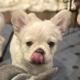 Navy - Cream French Bulldog puppy in Palmdale, California from Tickled Frenchies
