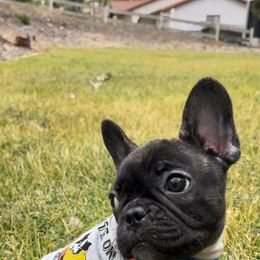 French Bulldog Puppies from Divine French Bulldogs