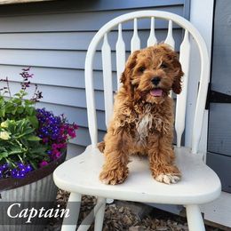 Bernedoodle, Cockapoo, and German Shorthaired Pointer Puppies from Filipiak Breeders