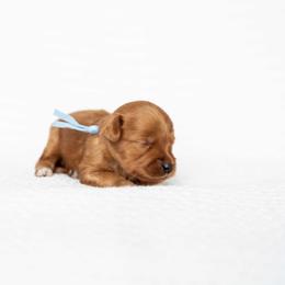 Teddy - Red  male Goldendoodle puppy in Meridian, Idaho from Country Club Doodles