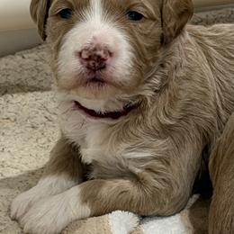 Mr Maroon - Apricot male Goldendoodle puppy in Monticello, Indiana from Faithfully Yours Doodles