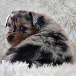 KB.BMF2 - Blue merle female Australian Shepherd puppy in Deer Lodge, Tennessee from KSH Aussie Haven