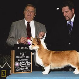 Pembroke Welsh Corgi All Grown Up from Cefin Corgis