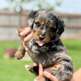 Thunder - Blue merle male Aussiedoodle puppy in Sterling, Colorado from North 40 Doodles