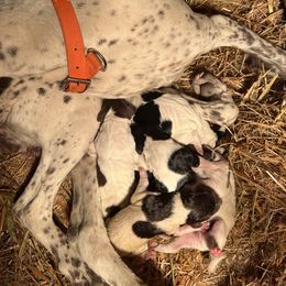 German Shorthaired Pointer Puppies from The Nosbisch Ranch Shorthaired Pointers
