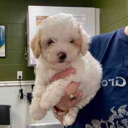 Basil - Parti male Poodle puppy in Alpine, Alabama from Alpine Acres Poodles