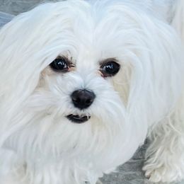 Charlie - Maltese