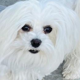 Charlie - Maltese