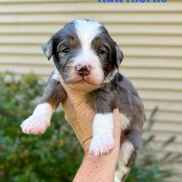 Hawthorne - Merle male Bernedoodle puppy in Midland, Michigan from Northern Charm Farm