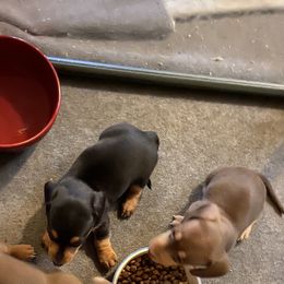 Dachshunds from My Little Dachshund Heaven