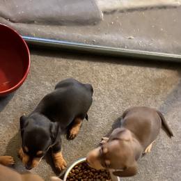 Dachshunds from My Little Dachshund Heaven