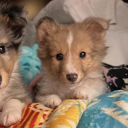 Goldendoodles, Miniature Australian Shepherds, Shetland Sheepdogs, and Toy Shetland Sheepdogs from Better Than Best Farm