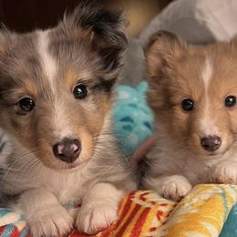 Goldendoodles, Miniature Australian Shepherds, Shetland Sheepdogs, and Toy Shetland Sheepdogs from Better Than Best Farm