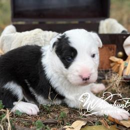 Patsy - Black and white female Border Collie puppy in Nashville, Arkansas from Whisenhunt Farms