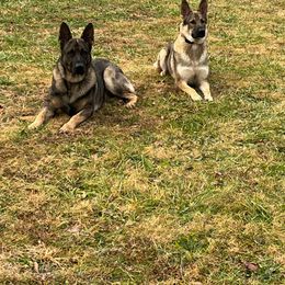 German Shepherd All Grown Up from A2 German Shepherd Dogs