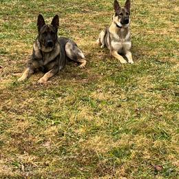 German Shepherd All Grown Up from A2 German Shepherd Dogs