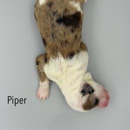 Piper - Brown and white female Sheepadoodle puppy in Chattanooga, Tennessee from River City Doodles TN