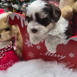 Norman -Liver Parti - Liver male Miniature Schnauzer puppy in Hertford, North Carolina from Little Bug Schnauzers