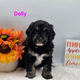 Dolly - Tri-color female Bernedoodle puppy in Summerville, South Carolina from Channys Doodles