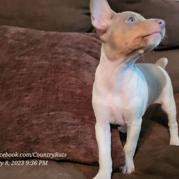 Rat Terrier Puppies from Country Rat Terriers