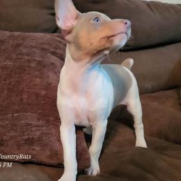 Rat Terrier Puppies from Country Rat Terriers