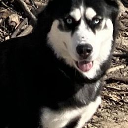 Siberian Huskies from Delatte’s Siberian Huskies
