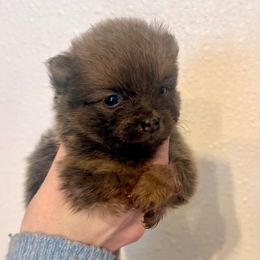 Dancer - Orange sable female Pomeranian puppy in Stroud, Oklahoma from Laik’s Little Shihtz & Poms