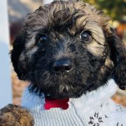 Boy 3 - Wheaten Whoodle puppy in Knoxville, Tennessee from Fleury Farm Doodles TN