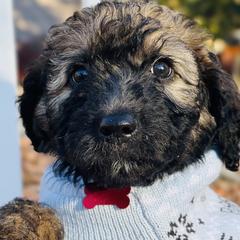 Boy 3 - Wheaten Whoodle puppy in Knoxville, Tennessee from Fleury Farm Doodles TN