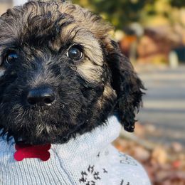 Boy 3 - Wheaten Whoodle puppy in Knoxville, Tennessee from Fleury Farm Doodles TN