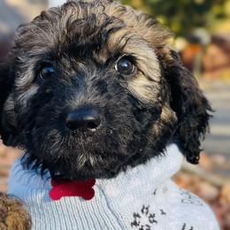 Boy 3 - Wheaten Whoodle puppy in Knoxville, Tennessee from Fleury Farm Doodles TN