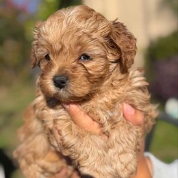 Sienna - Apricot female Maltipoo puppy in Chattanooga, Tennessee from Joy-fur puppies