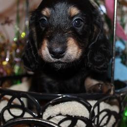 Boy 1 - Black and cream male Dachshund puppy in Craig, Colorado from Rocky Mountain Shih Tzus and Dry Creek Miniature Dachshunds