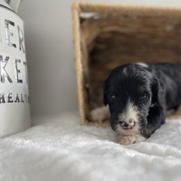 Sheepadoodle Puppies from Smokey Mountain Sheepadoodles