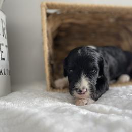 Sheepadoodle Puppies from Smokey Mountain Sheepadoodles