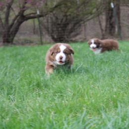 Australian Shepherd Puppies from Starlit Grove Australian Shepherds