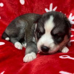 AKC Eve - Black and white female Siberian Husky puppy in Centreville, Maryland from Huskies By the Bay