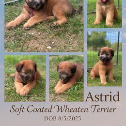 Astrid(aka Lizzie Bennet (hot Pink) - Wheaten female Soft Coated Wheaten Terrier puppy in Rising Sun, Indiana from Ruby Lane Doodles